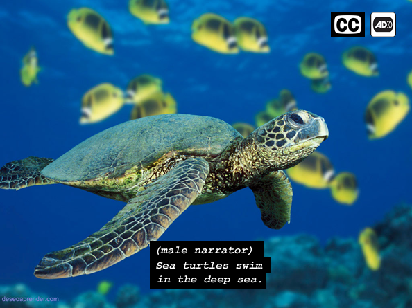 Underwater. A turtle swims in a blue ocean. A school of fish swim in the background. At the top right the icons for AD and CC appear. A caption at the bottom of the image says "(male narrator) sea turtles swim in the deep sea."